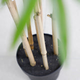 Τεχνητό Φυτό BAMBOO NP0070 210cm