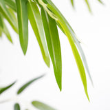 Τεχνητό Φυτό BAMBOO NP0075 180cm