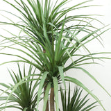 Τεχνητό Φυτό DRACAENA NP28 155cm