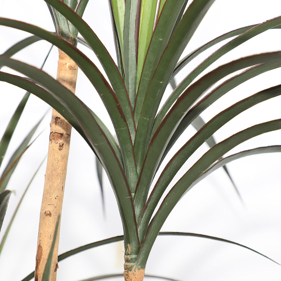 Τεχνητό Φυτό DRACAENA NP325 180cm