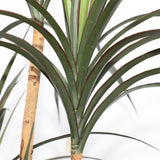 Τεχνητό Φυτό DRACAENA NP325 180cm