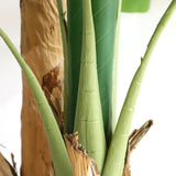 Τεχνητό Φυτό Banana NP708 220cm
