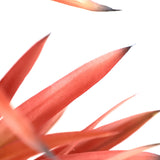 Τεχνητό Φυτό Sisal Tree NP811 140cm